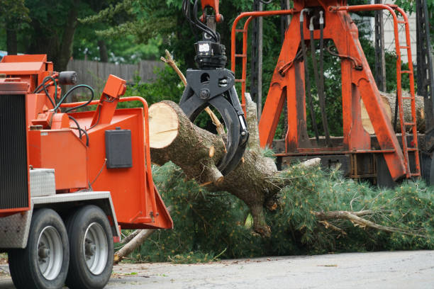 Best Commercial Tree Services  in Badger, AK